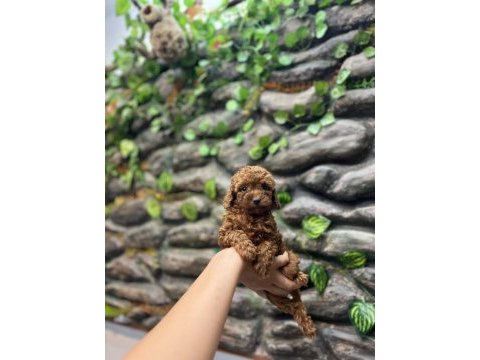 10 ağustos doğumlu kore kan poodle yavrular