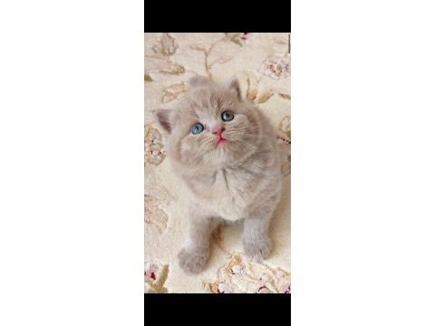 Gri lilac dişi erkek yavru kediler