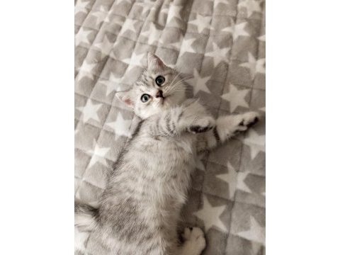 2,5 aylık british shorthair silver erkek