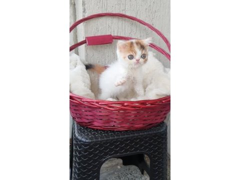 Calico exotic shorthair aşkları