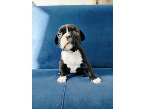 Maskeli french bulldog yavruları
