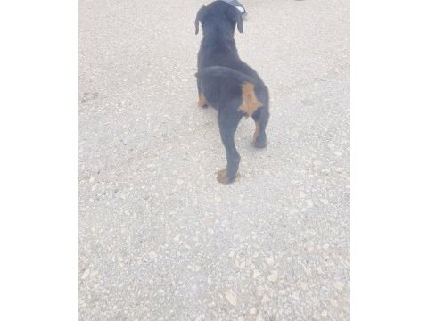 Rottweiler