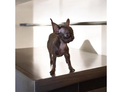 Özel teacup chihuahua yavrusu şimdi sahip olsun