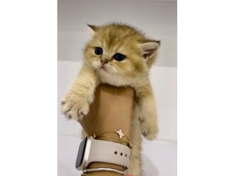 Safkan golden ny11 dişi british shorthair