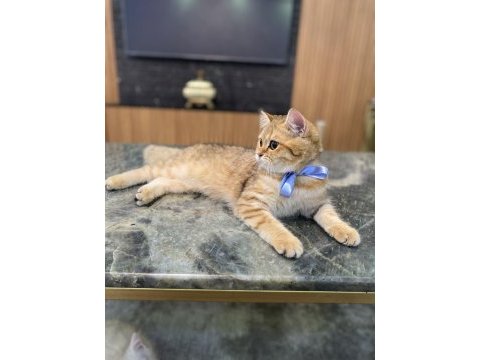 Golden british shorthair kızım