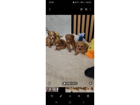 Sevimli maltipoo  yavrularımız 