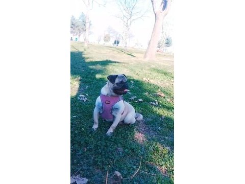 11 aylık dişi pug köpeği