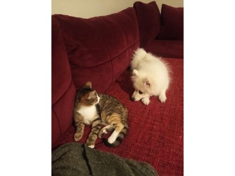 4 aylık spitz dişi köpeğimiz