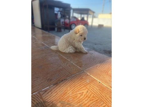 Chow chow köpeğimiz