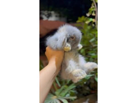 Hollanda mini lop cüce tavşan her ile gönderim var