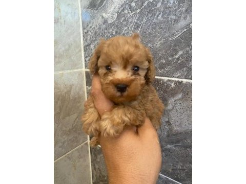 Toy poodle yavrularımız