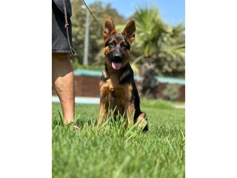 Almanların efsaneleşen köpeği alman kurdu yavruları