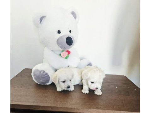 Maltese terrier yavrular