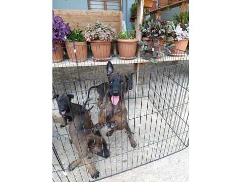 Belçika malinois dişi ve erkek mevcut