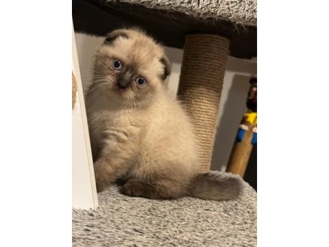 Blue point scottish fold kedisi