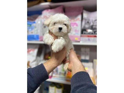 Bembeyaz gerçek ırk garantili kore maltese terrier