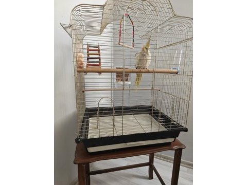 7 aylık erkek pearl sultan papağanı kafesiyle birlik