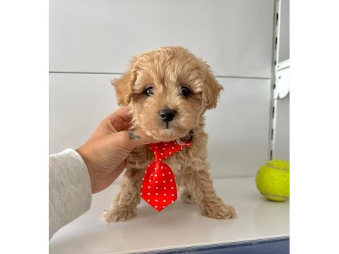 Mini maltipoo bakımı kolay bebekler 