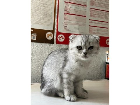Sağlıklı scottish fold