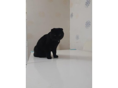 Çok uysal scottish fold kesinlikle kötü huyu yoktur