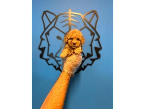 Show kalite toy poodle