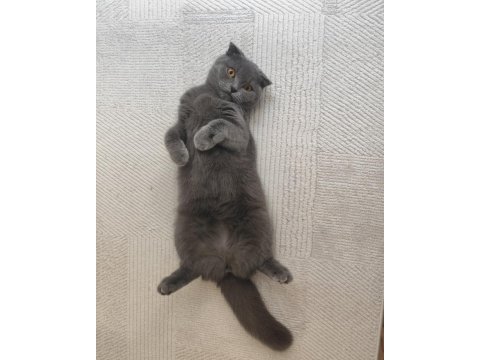 Çok uysal kısırlaştırılmış scottish fold kedimiz