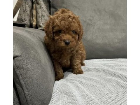 Orjinal yavru kore poodle