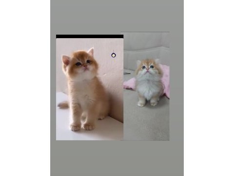 Show kalite safkan golden british longhair lilac golden