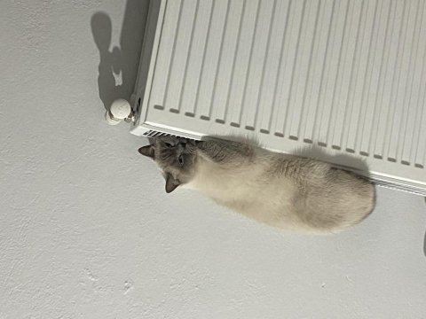 Kedimiz leoya ömürlük yuvasını arıyoruz