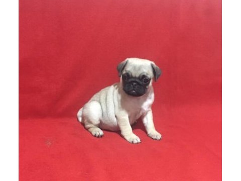 50 günlük dişi pug yavrusu