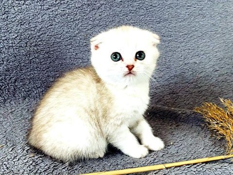 Scottish fold silver bebekler