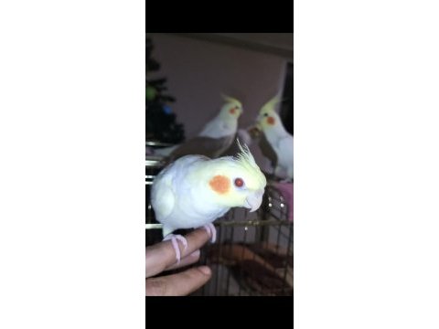 Evcil sultan papağanı yavrular