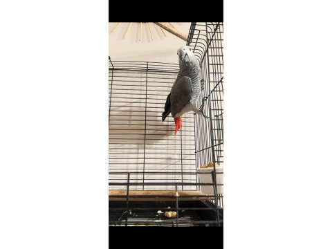 4 yaşında erkek red factor jako papağanı