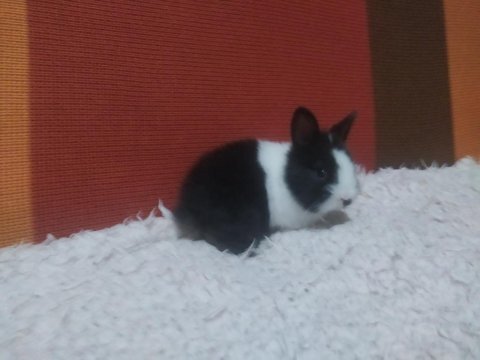 Cüce tavşan yavruları (küçük ırk)