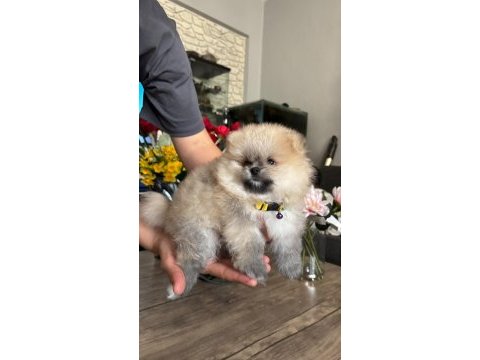 Pomeranian boo orjinal