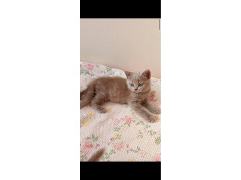 Gri lilac dişi erkek safkan yavru kediler