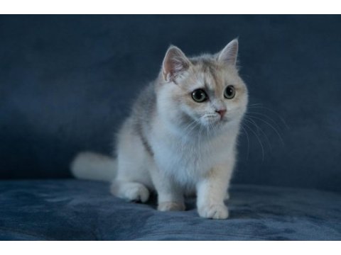 British shorthair golden dişi kedim