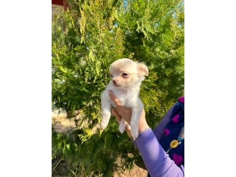 Şivava (chihuahua)