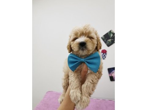 Maltipoo adrese teslim, kapıda ödeme yapabilirsiniz