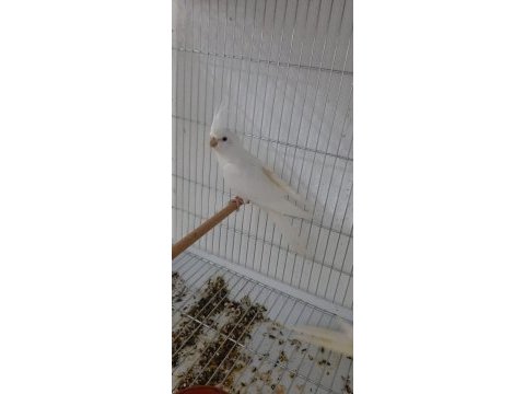 Yeni yeme düşmüş sultan papağanları