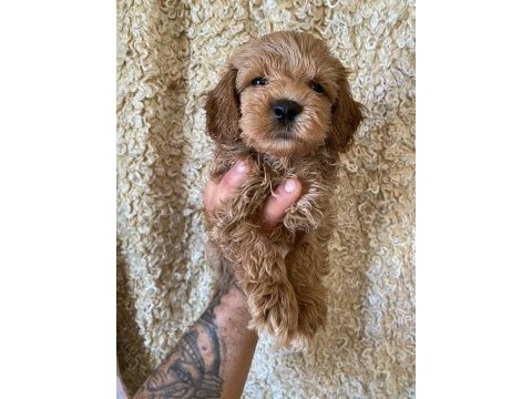 Kilo garantili toy maltipoo yavrumuz