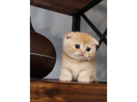 Golden fold top kafa scottish fold bebeğim