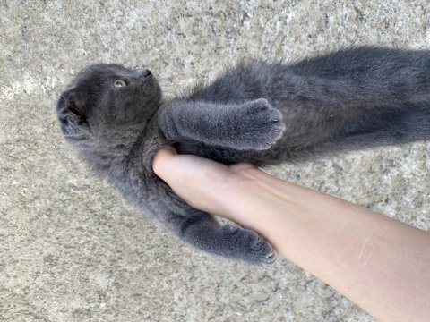 Scottish fold çocuklar yuva arıyor