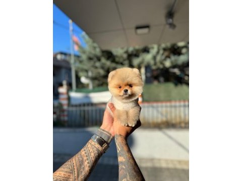Pomeranian güzeller güzeli erkek yavrumuz