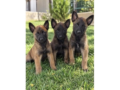  karakteri sağlam belçika malinois yavruları
