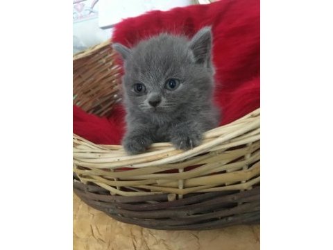 British shorthair minnoslarim