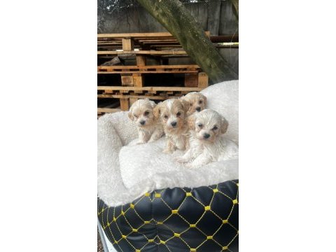 Maltipoo yavrularımız