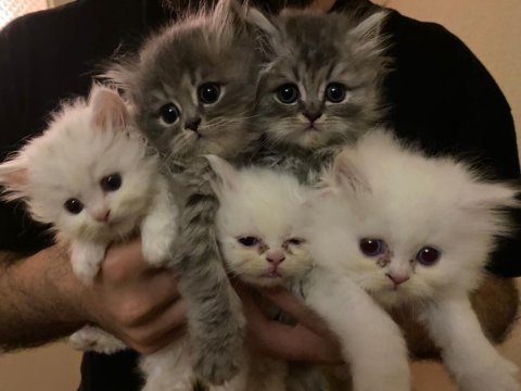 50 günlük yavru chinchilla