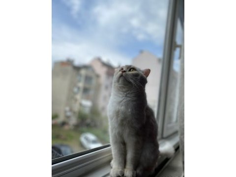 1.5 yaşında british longhair