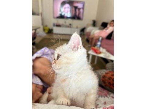2.5 3 aylık british shorthair chinchilla yavrusu